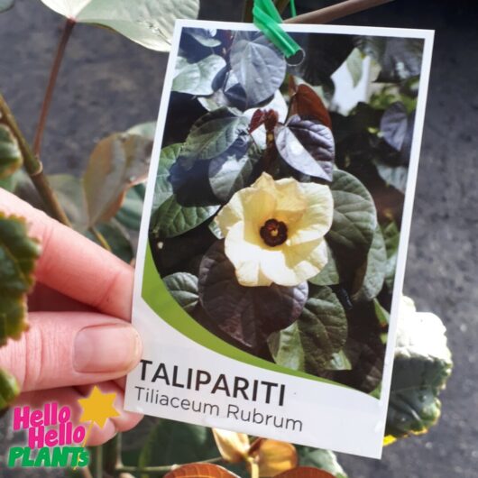 Hello Hello Plants campbellfield melbourne victoria 'Talipariti' Tiliaceum rubrum Label
