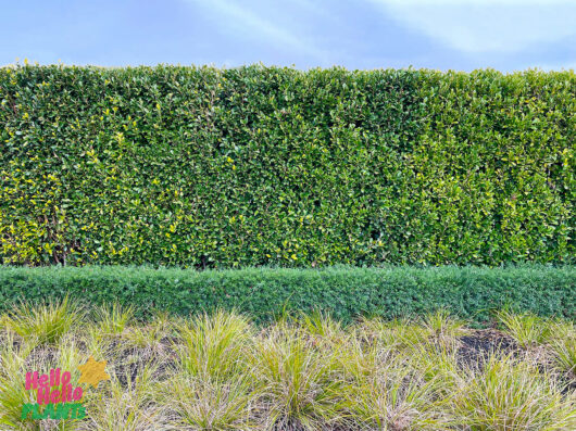 Ficus hillii 'Hill's Weeping Fig' (Standard) 230L