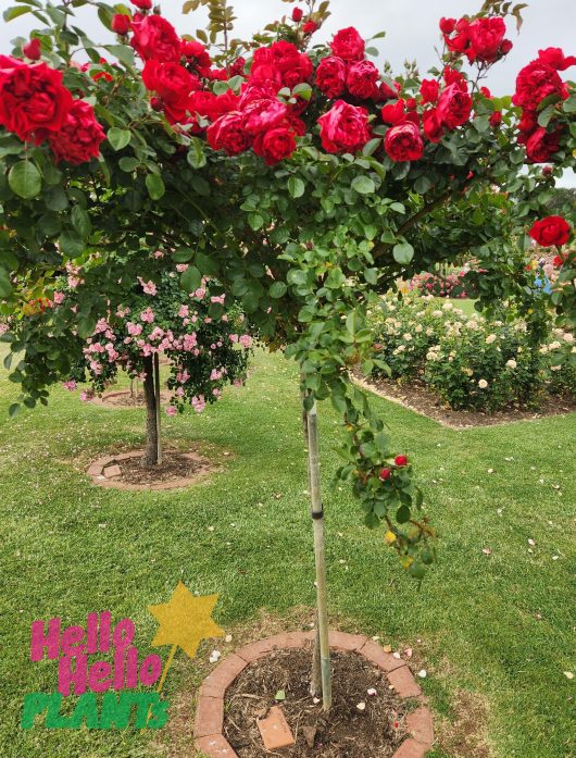 Red Rose 'Florentina' 6ft Weeper Standard rose growing on a tree in a garden.