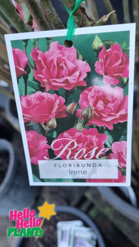 Rose 'Irene'