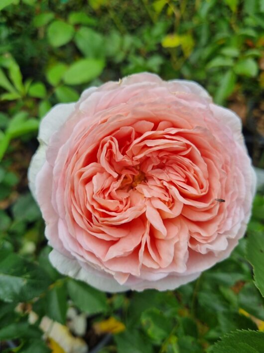 Rose 'Abraham Darby' 3ft Standard