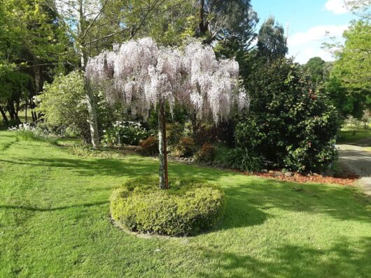 Wisteria 'Chinese White'
