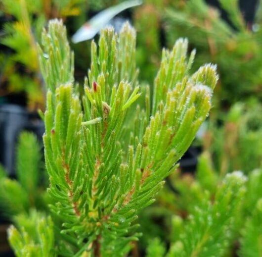 Adenanthos 'Prostrate' Woolly Bush' 6" Pot