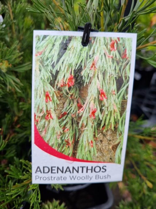 Adenanthos 'Prostrate' Woolly Bush' 6" Pot