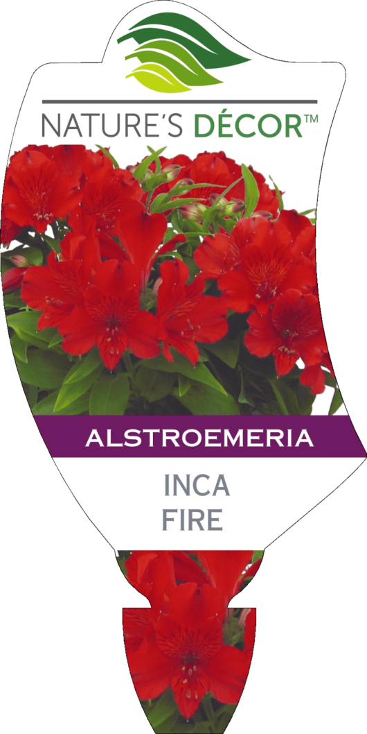 Alstroemeria 'Inca Fire' Peruvian Lily 6" Pot