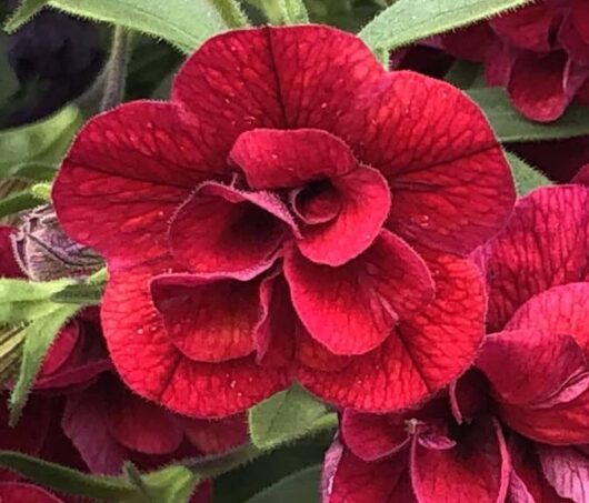 Calibrachoa Superbells® 'Double Plum' 6" Pot