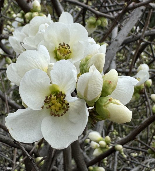 Chaenomeles 'White Flowering Quince' 8" Pot