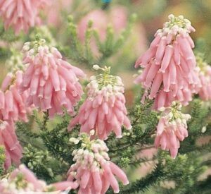 Erica carnea Pink Pearl