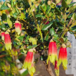 HEllo Hello plants Correa reflexa ‘Jetty Red’ 6″ Pot