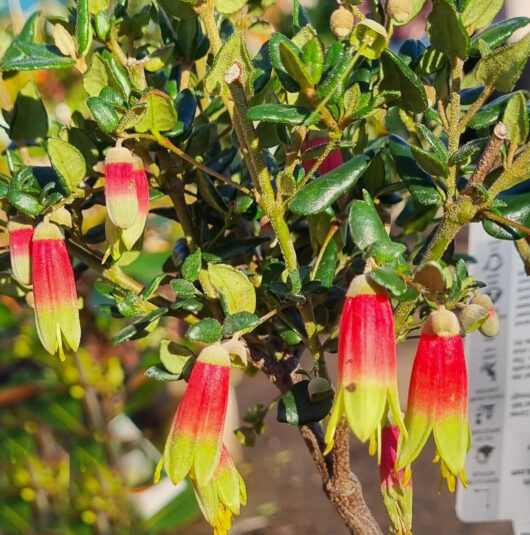 HEllo Hello plants Correa reflexa ‘Jetty Red’ 6″ Pot