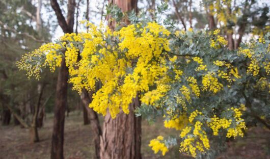 Hello Hello Plants Nursery Campbellfield Melbourne Victoria Australia Acacia baileyana purpurea flowers and foliage