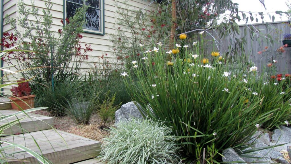 Hello Hello Plants Nursery Campbellfield Melbourne Victoria Australia Australian native garden