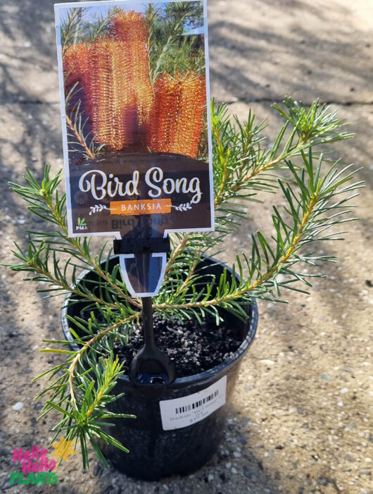 Hello Hello Plants Banksia spinulosa x ericifolia ‘Bird Song’ 6″ Pot