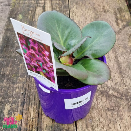 Bergenia 'Red Beauty' 6" Pot
