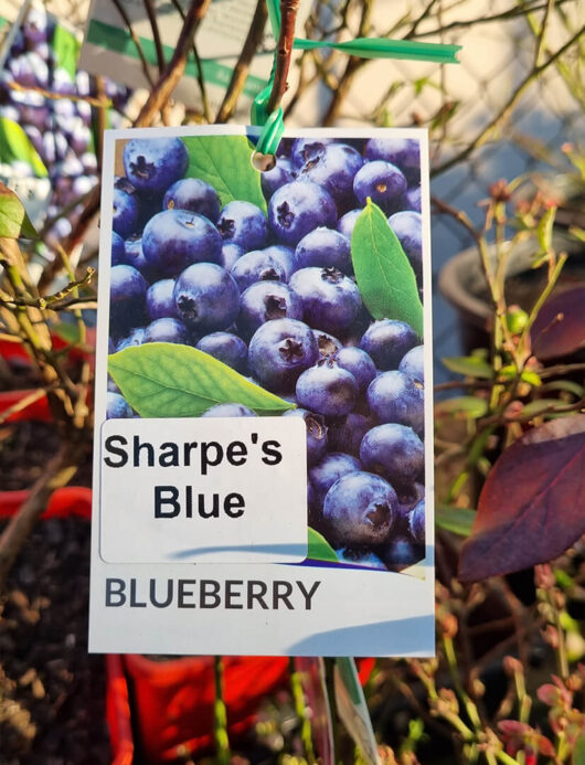 Vaccinium 'Sharpe's Blue' Blueberry 6" Pot