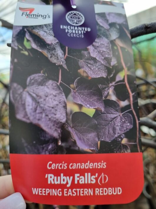 Cercis 'Ruby Falls' PBR Weeping Redbud 20" Pot
