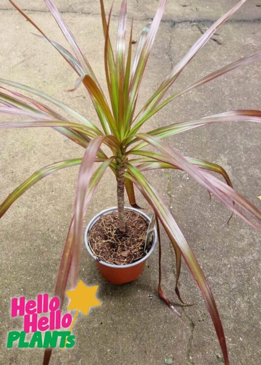 Dracaena 'Black Knight' 5" Pot