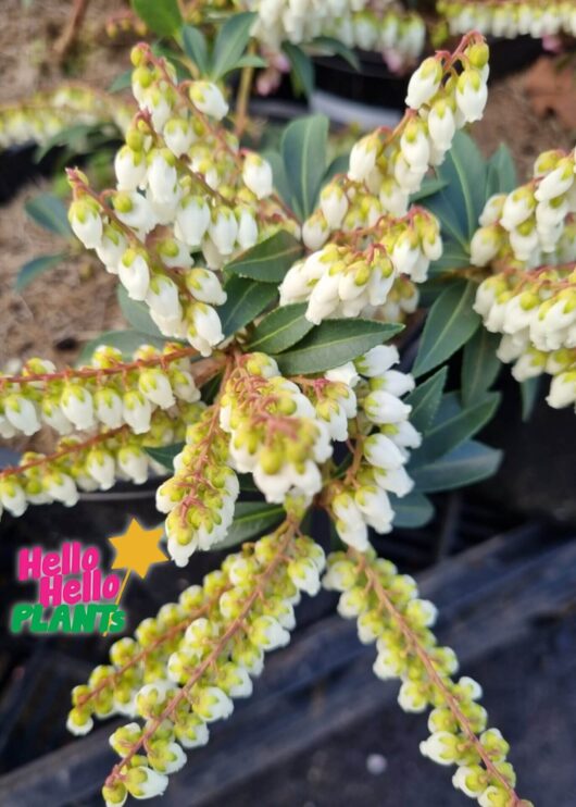 Pieris 'Lily of the Valley Shrub' 8" Pot