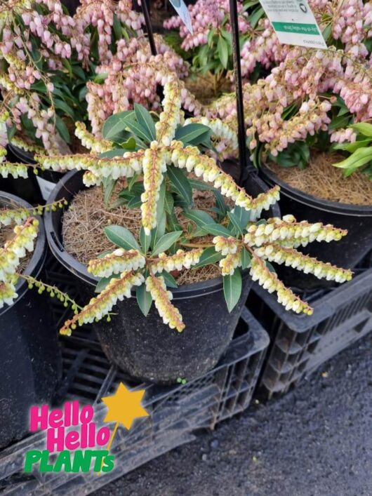 Pieris 'Lily of the Valley Shrub' 8" Pot