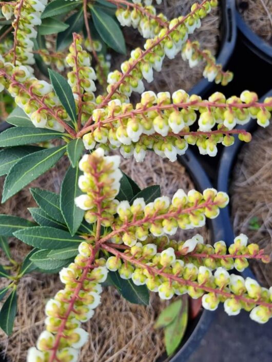 Pieris 'Lily of the Valley Shrub' 8" Pot