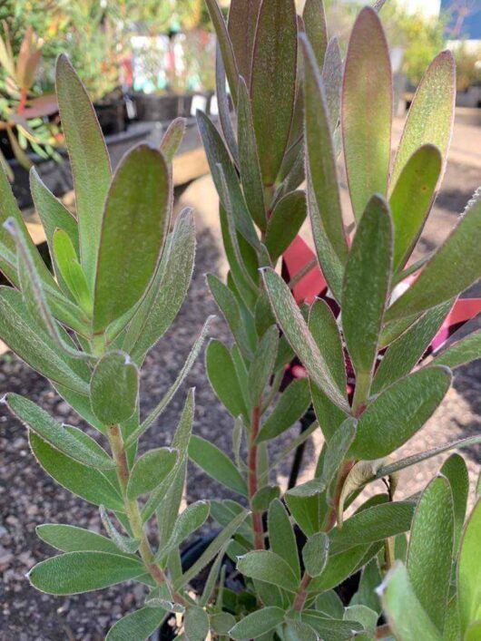 Leucadendron 'Fantasy™ Sunset' 6" Pot