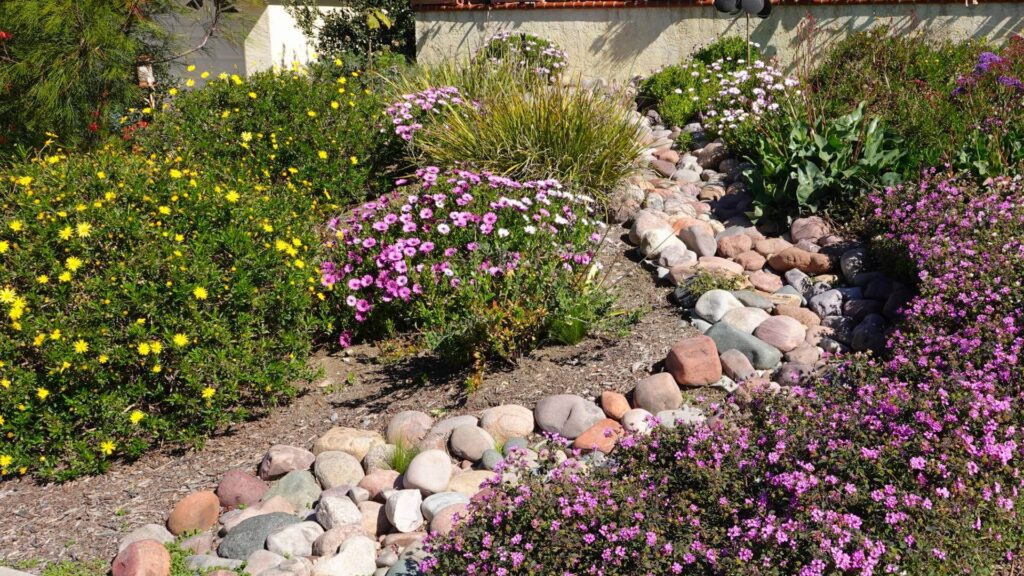 Hello Hello Plants Nursery Campbellfield Melbourne Victoria Australia Dry riverbed garden rocks daisies