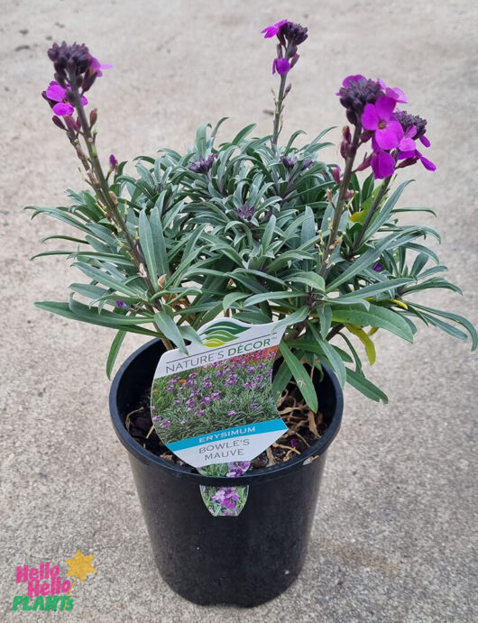 Hello Hello Plants Erysimum ‘Bowles Me Away’ Wallflower 6in Pot