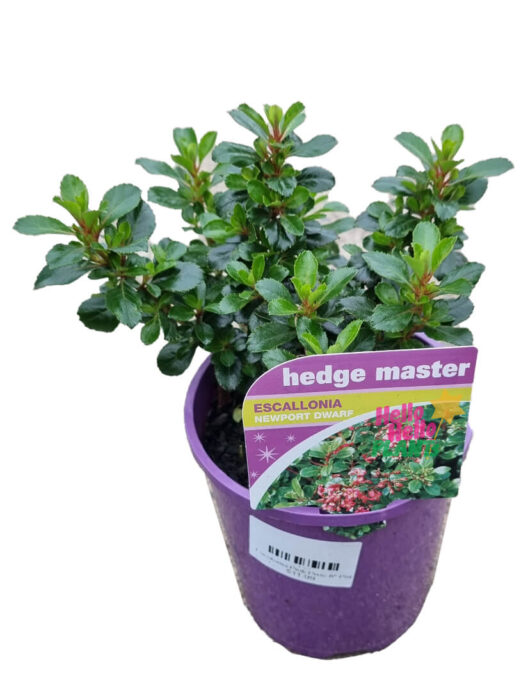 Hello Hello Plants Escallonia ‘Newport Dwarf’ 6in Pot