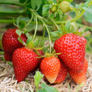 Hello Hello Plants Fragaria 'Chandler' Strawberry 3in Pot