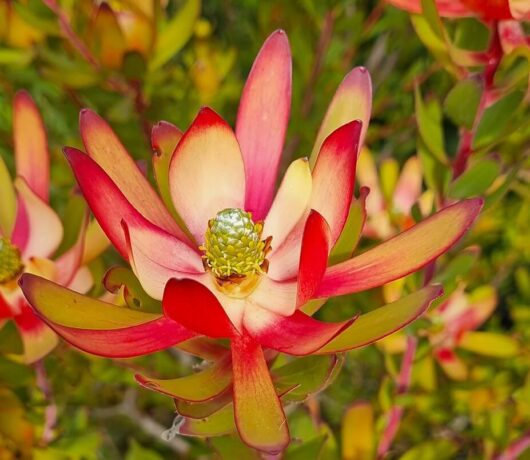 Leucadendron 'Amy' 8" Pot