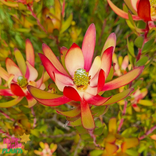 Leucadendron 'Amy' 8" Pot