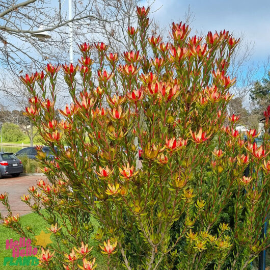 Leucadendron 'Amy' 8" Pot