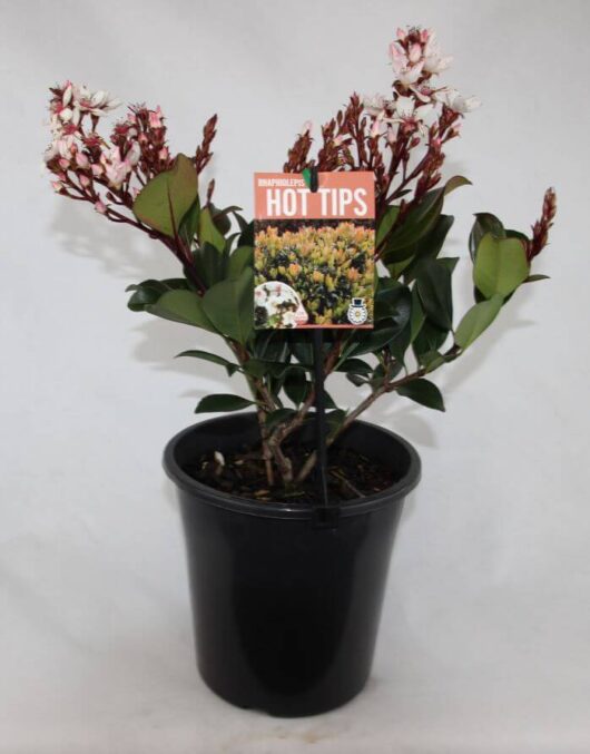 Rhaphiolepis 'Hot Tips' Indian Hawthorn