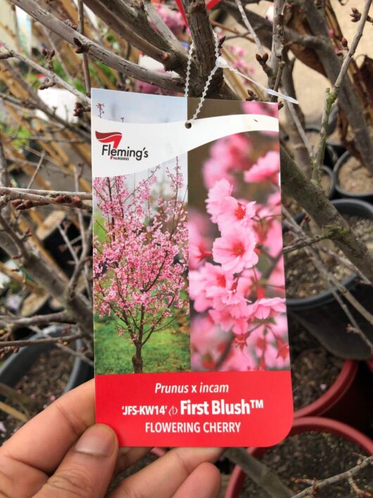 Prunus 'First Blush®' Flowering Cherry 13" Pot