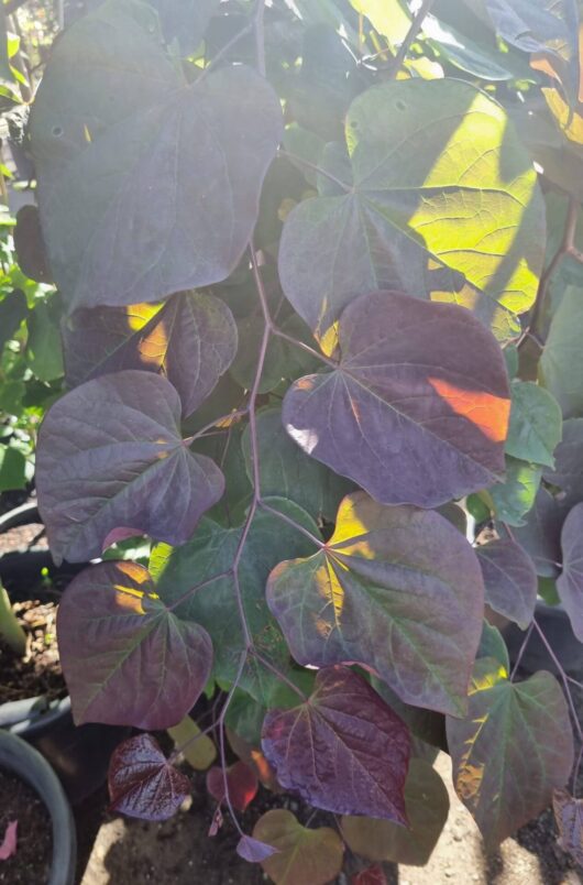 Cercis 'Ruby Falls' PBR Weeping Redbud 20" Pot