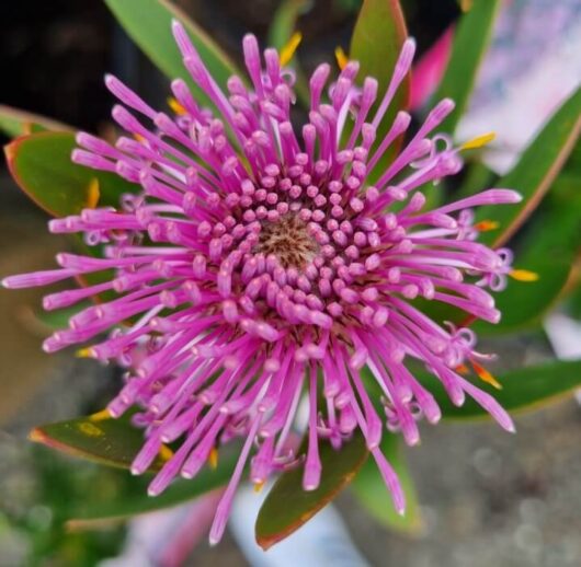 Isopogon 'Pink Bouquet' Coneflower 6" Pot