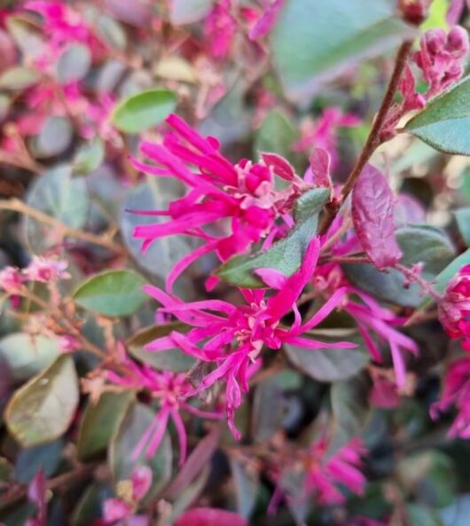 Loropetalum 'Purple Pixie™'