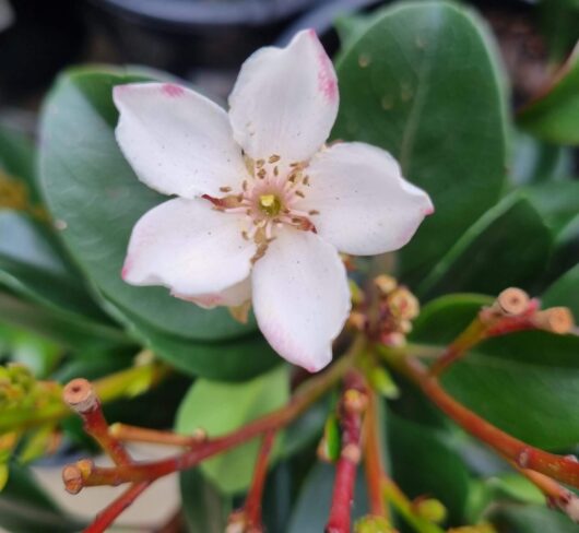 Rhaphiolepis 'Hot Tips' Indian Hawthorn