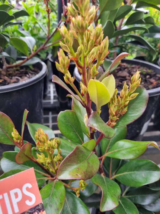 Rhaphiolepis 'Hot Tips' Indian Hawthorn