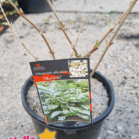 Viburnum plicatum 'Mariesii' 8" Pot