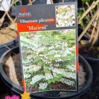 Viburnum plicatum 'Mariesii' 8" Pot