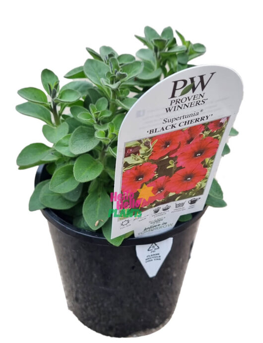 Hello Hello Plants Petunia Supertunia® ‘Black Cherry’ 6in Pot