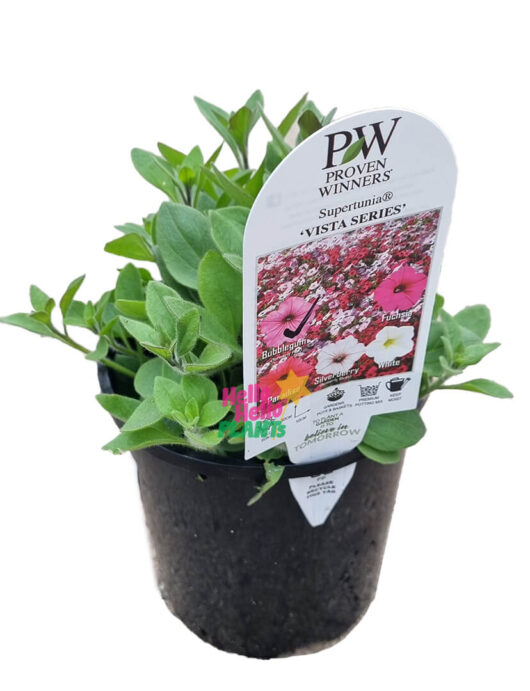 Hello Hello Plants Petunia Supertunia® ‘Vista Bubblegum’ 6in Pot