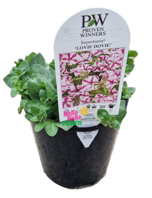 Hello Hello Plants Petunia ‘Supertunia® Lovie Dovie’ 6in Pot