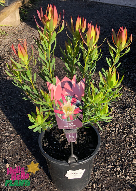 Leucadendron 'Amy' 8" Pot