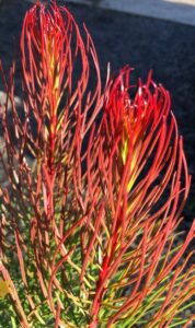 AULAX LEUCADENDRON PROTAECEAE BRONZE HAZE AUSTRALIAN NATIVE