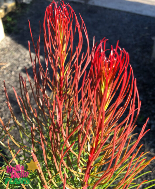 Aulax 'Bronze Haze'