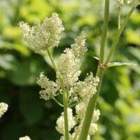 Hello Hello Plants Nursery Campbellfield Melbourne Victoria Australia Rhubarb rheum flower