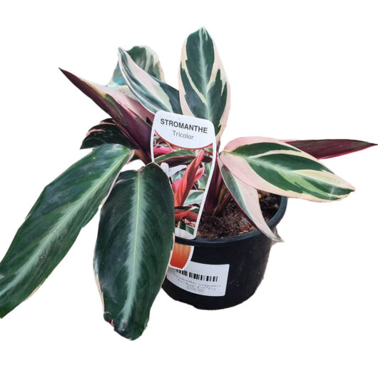 Hello Hello Plants Stromanthe sanguinea ‘Tricolour’ 4in or 5in copy
