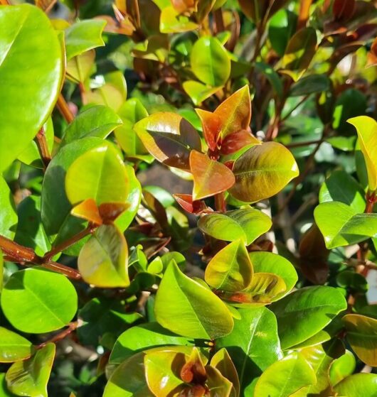 Syzygium 'Cherry Bomb' Lilly Pilly Standard 10" Pot
